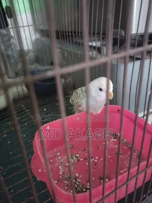 বাজরিকা পাখি