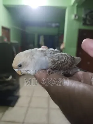 বাজরিকা পাখি