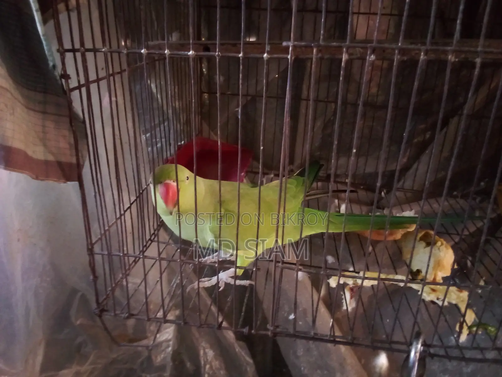 টিয়া (Female)