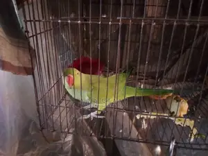 টিয়া (Female)