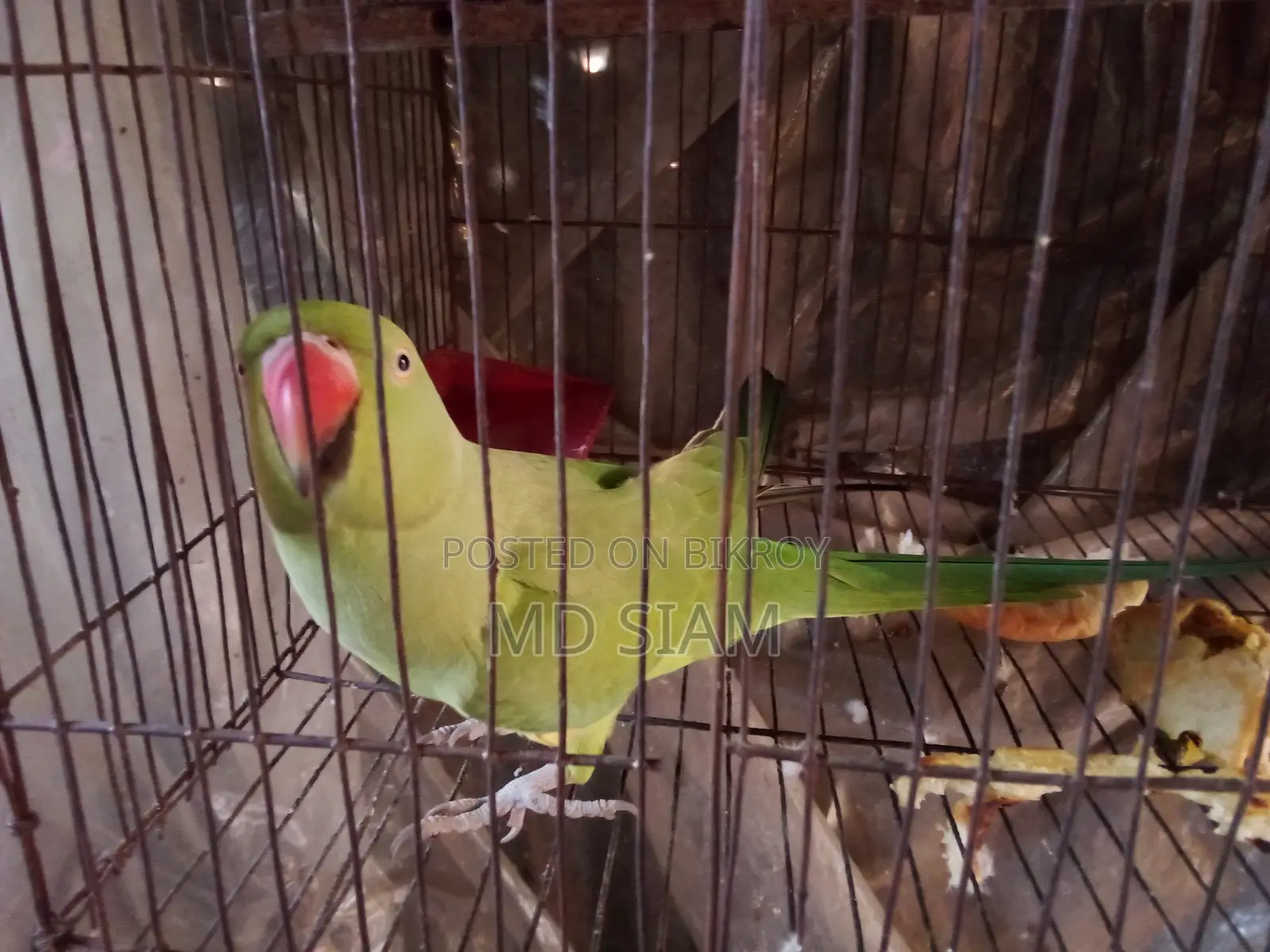 টিয়া (Female)
