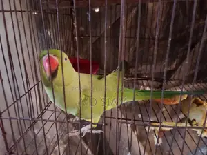 টিয়া (Female)