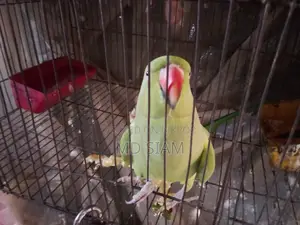 টিয়া (Female)
