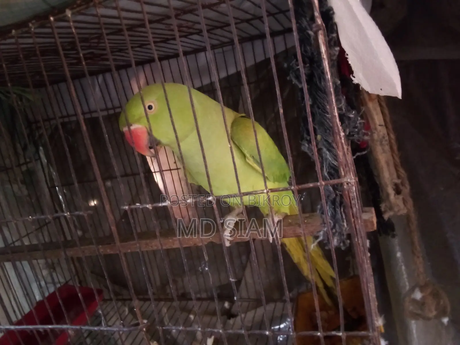 টিয়া (Female)