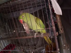 টিয়া (Female)