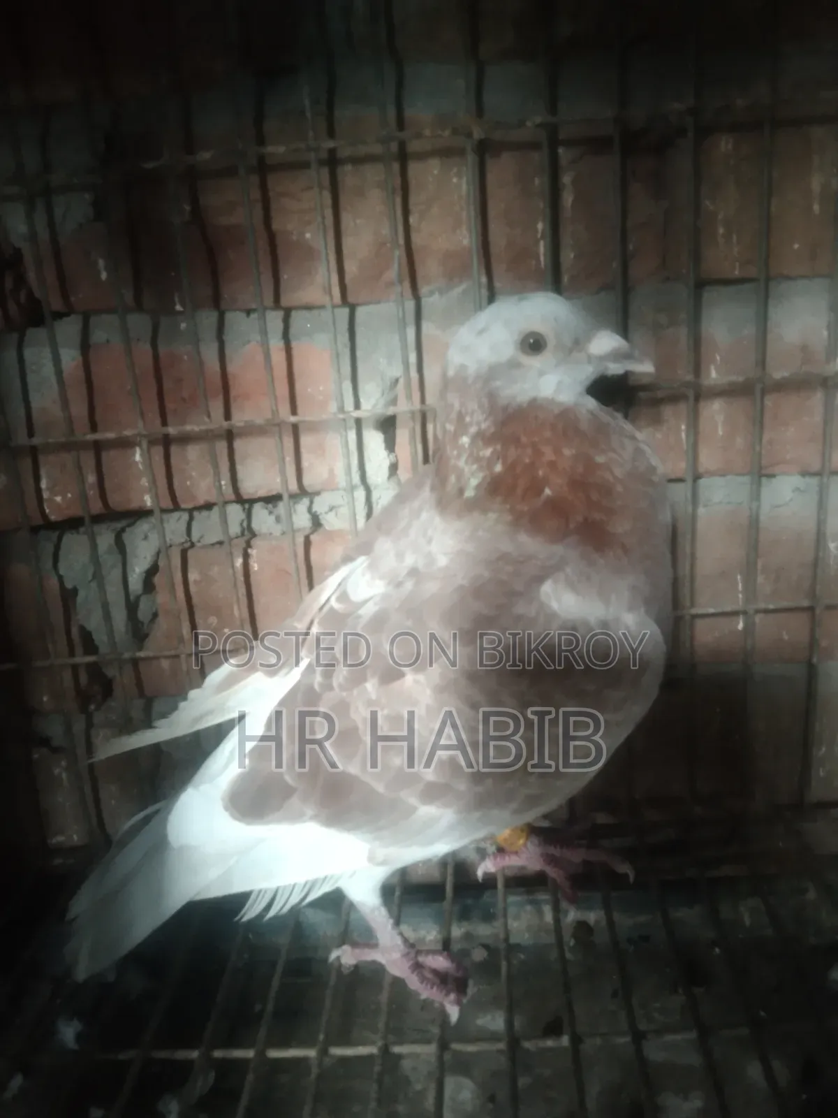 রেড চেকার নর + মিলি সিঙ্গেল নর