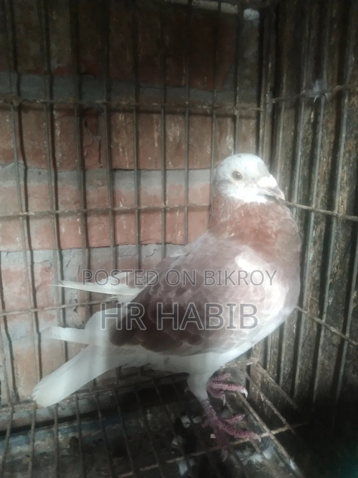 রেড চেকার নর + মিলি সিঙ্গেল নর