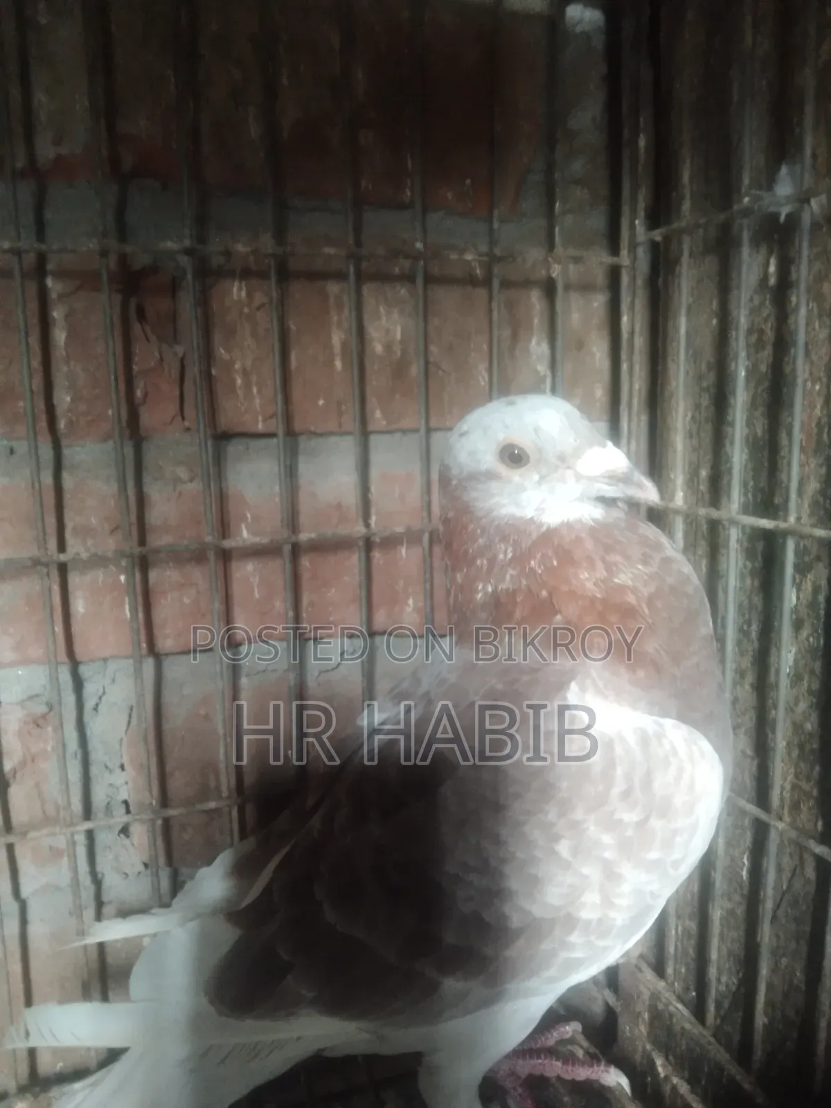 রেড চেকার নর + মিলি সিঙ্গেল নর