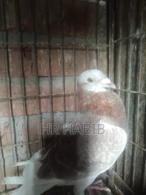 রেড চেকার নর + মিলি সিঙ্গেল নর