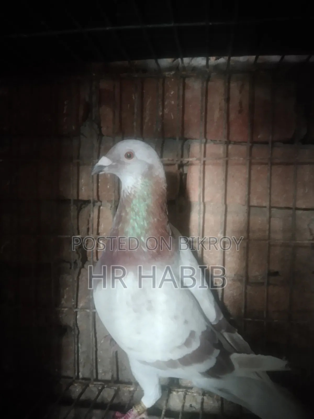 রেড চেকার নর + মিলি সিঙ্গেল নর