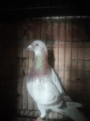 রেড চেকার নর + মিলি সিঙ্গেল নর