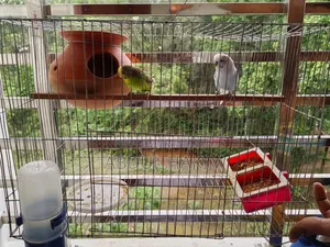 Pair of Budgie Birds for Sale!