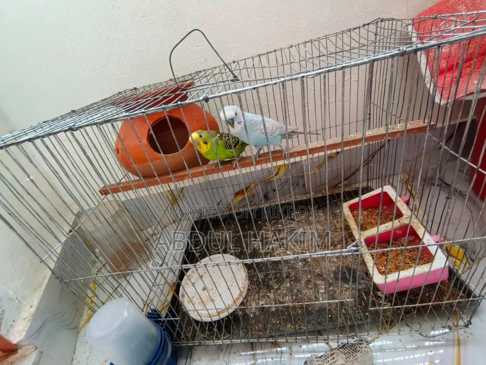 Pair of Budgie Birds for Sale!
