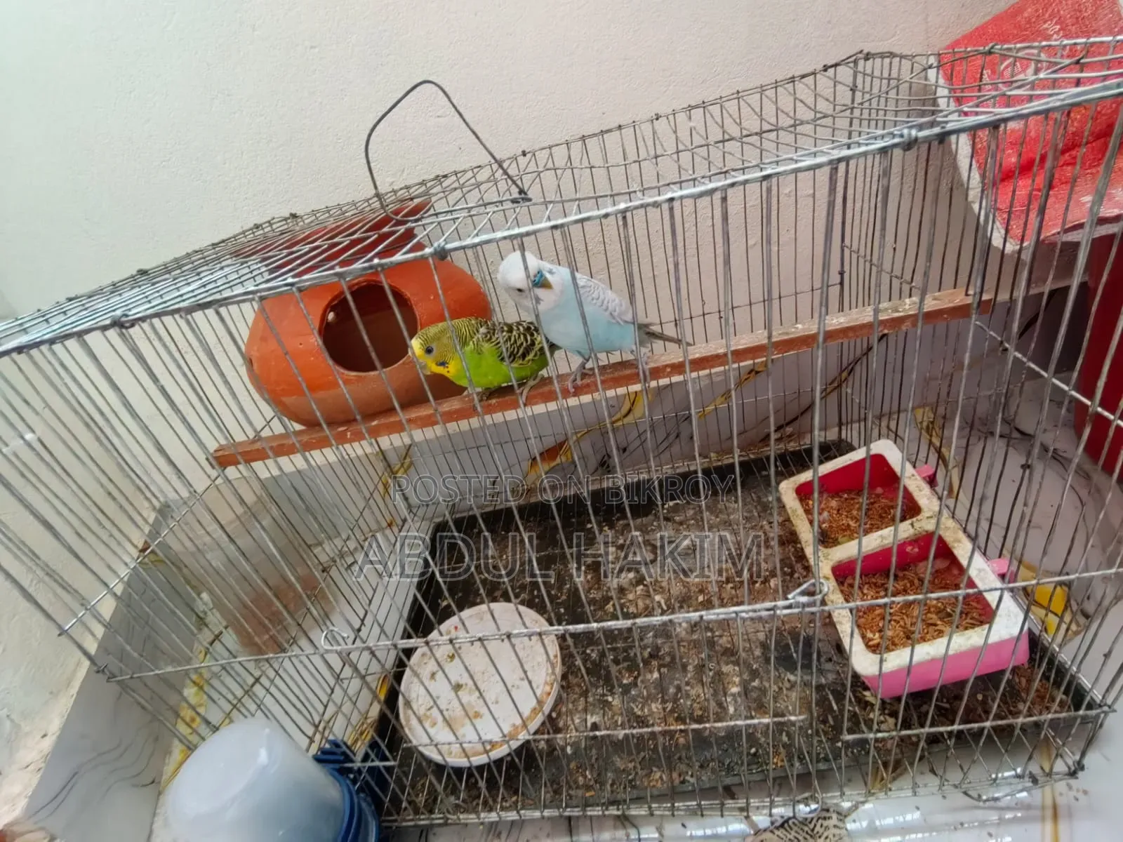 Pair of Budgie Birds for Sale!