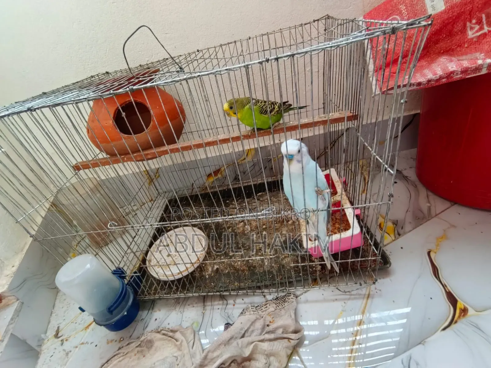 Pair of Budgie Birds for Sale!