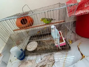 Pair of Budgie Birds for Sale!