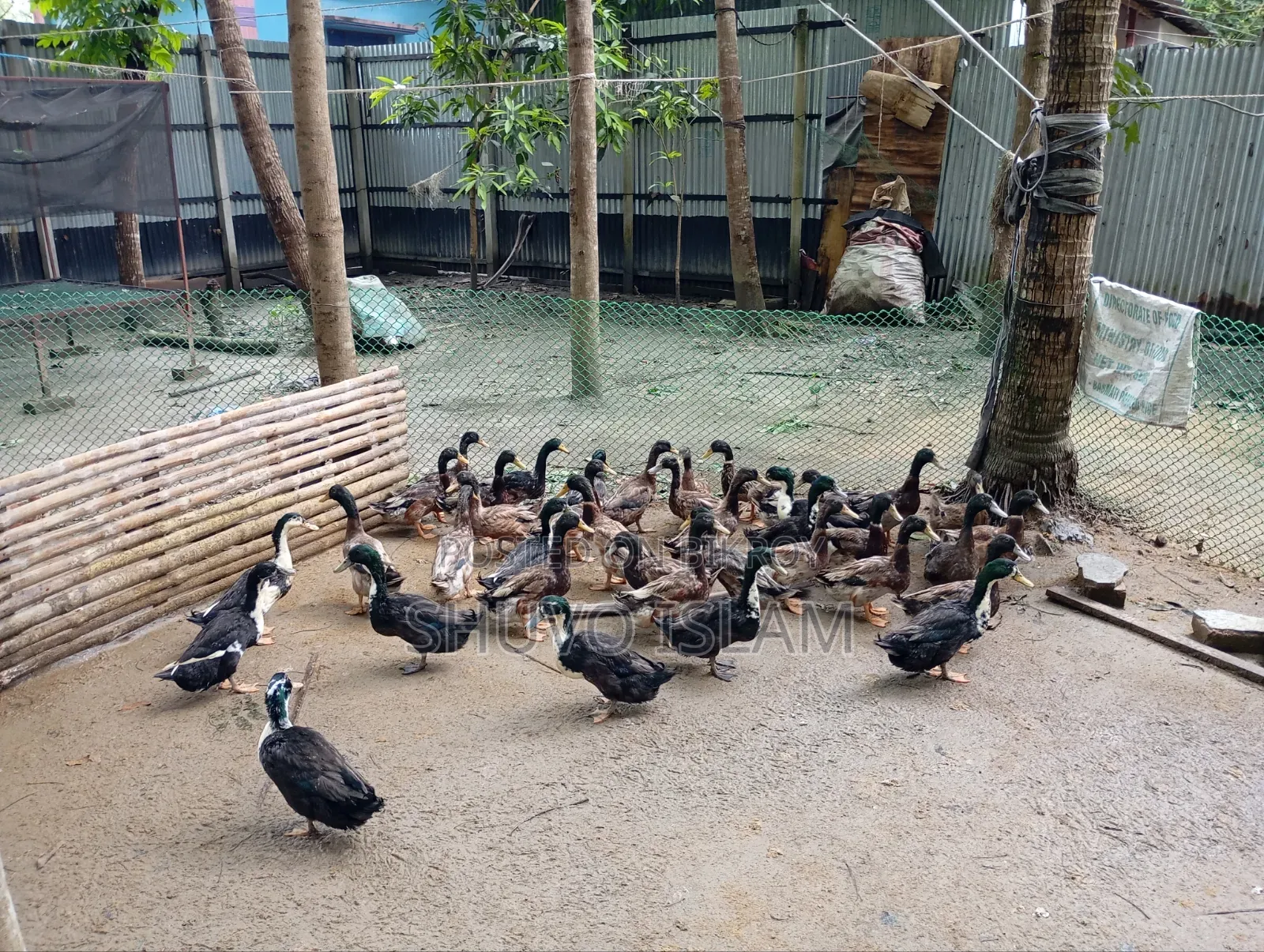 Native Duck (Male)