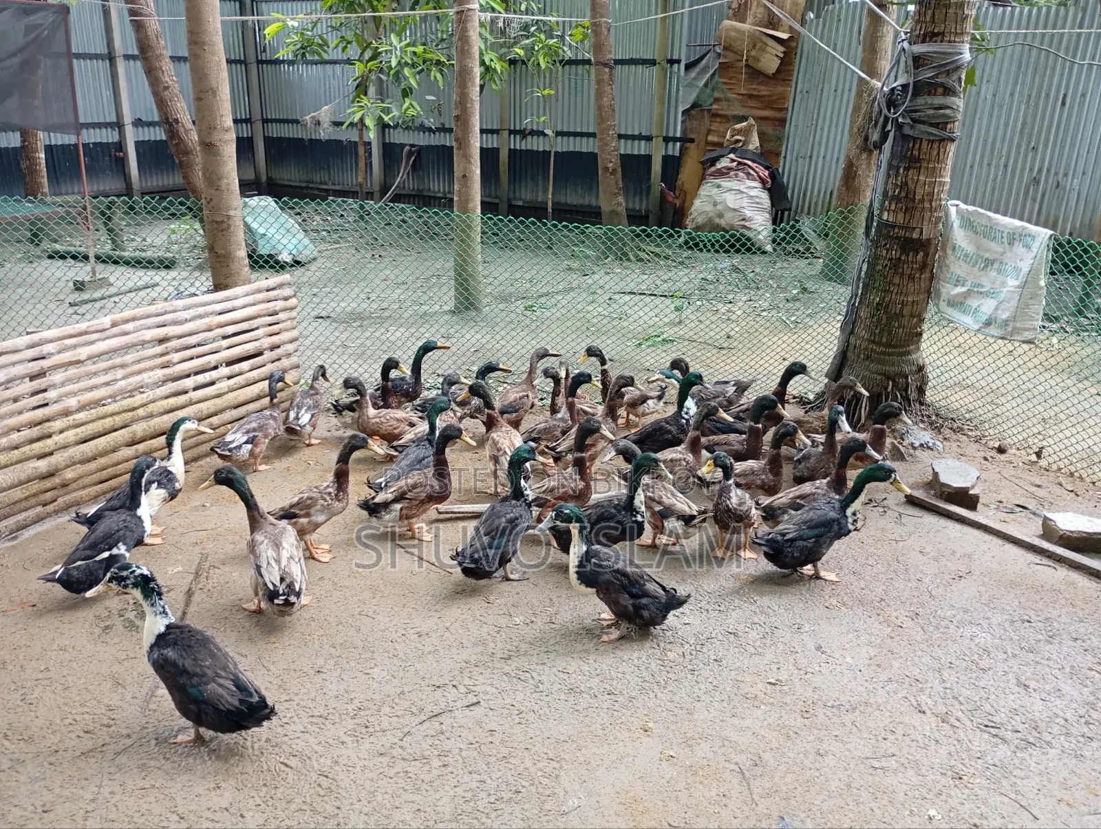 Native Duck (Male)