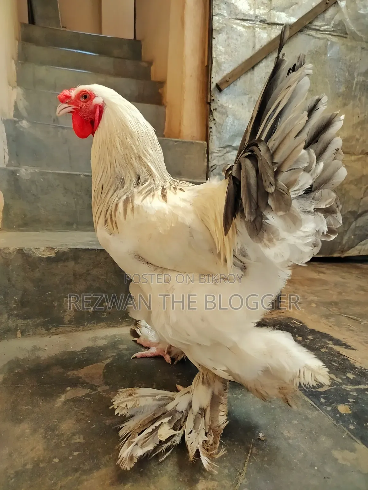 Colombian Light Brahma