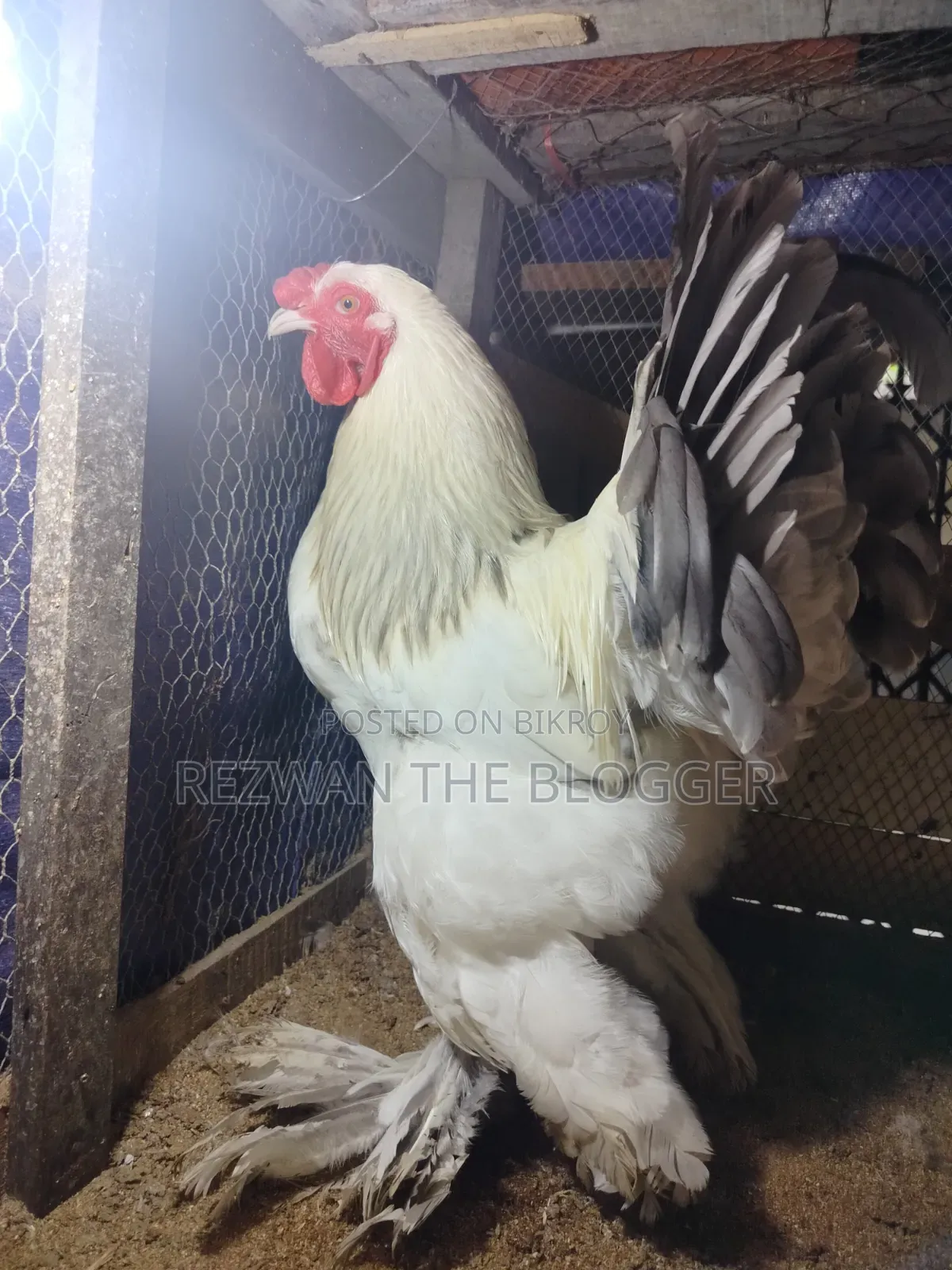 Colombian Light Brahma