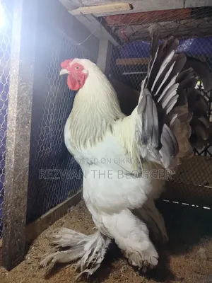 Colombian Light Brahma