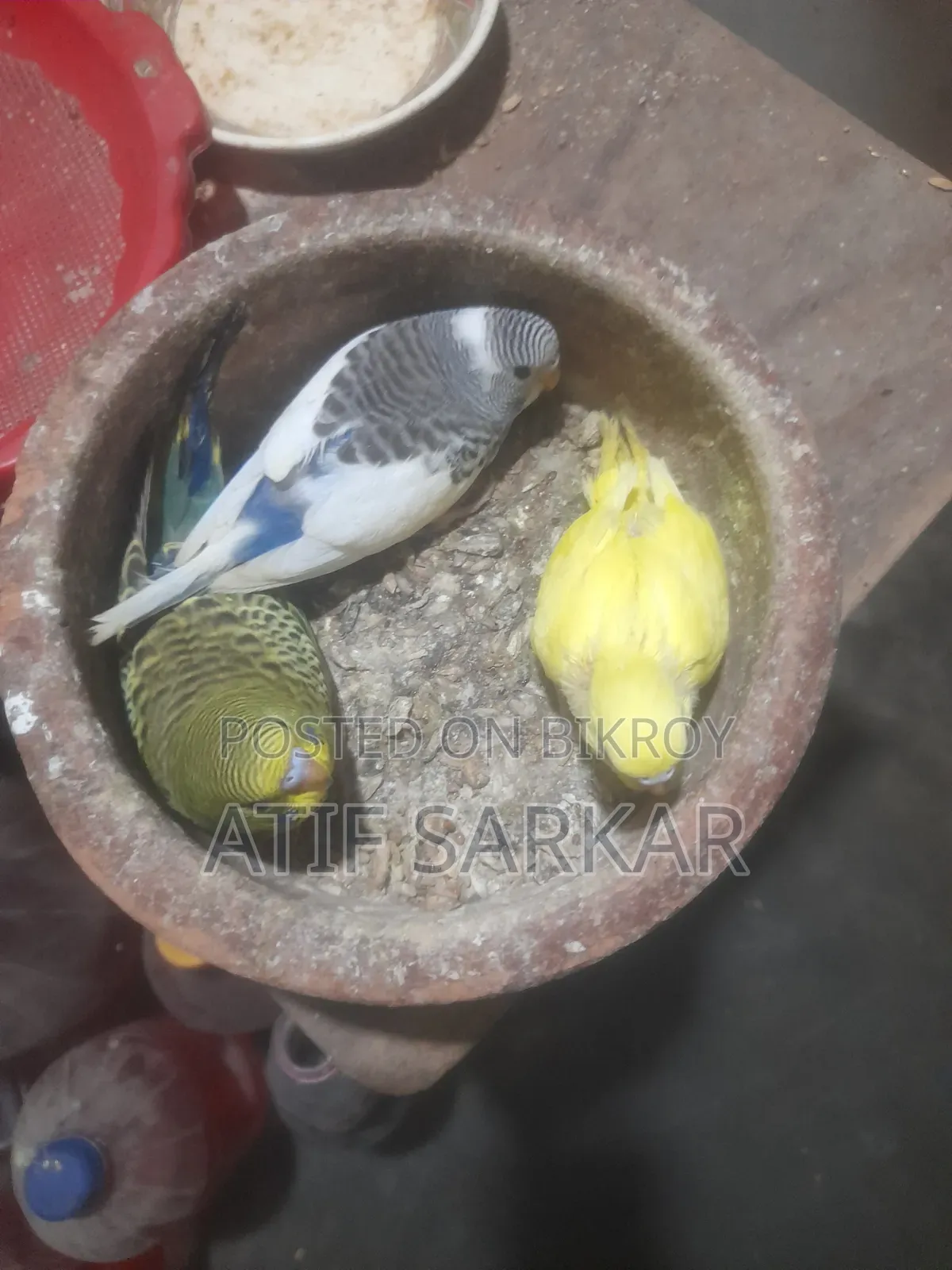 বাজিগর বেবি বিক্রি হবে।