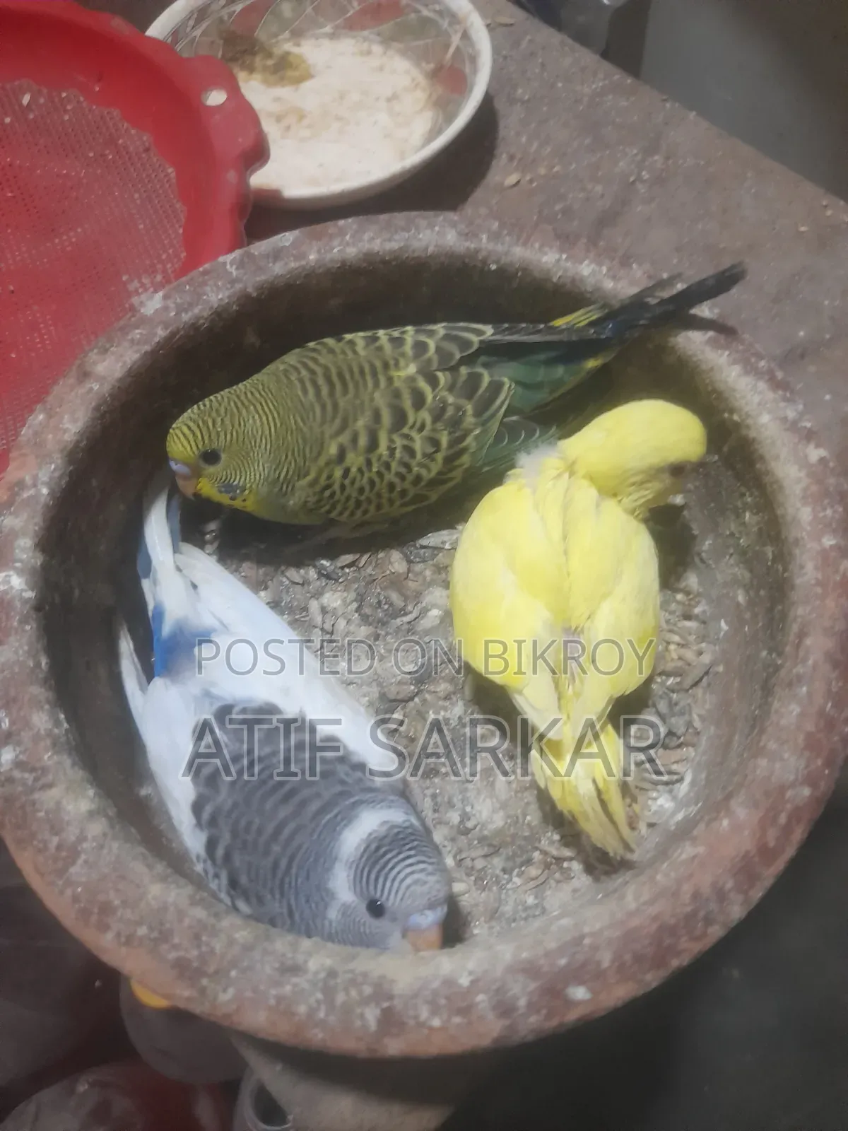 বাজিগর বেবি বিক্রি হবে।