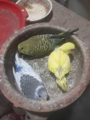 বাজিগর বেবি বিক্রি হবে।