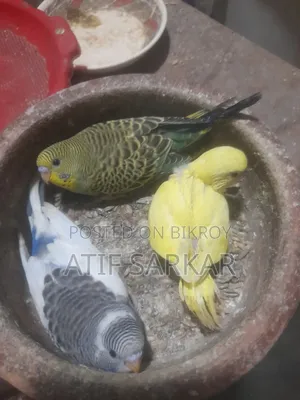 বাজিগর বেবি বিক্রি হবে।