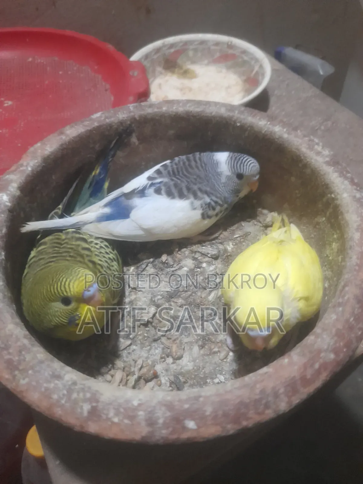 বাজিগর বেবি বিক্রি হবে।