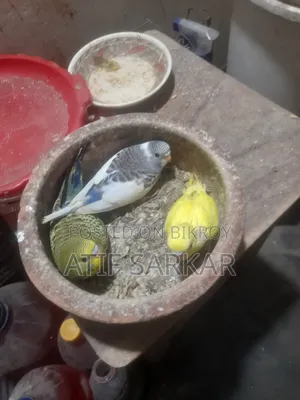 বাজিগর বেবি বিক্রি হবে।