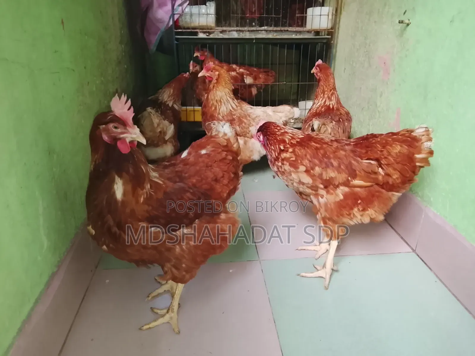 5 Running Brown Layer Hens (Laying eggs daily for 3 months)
