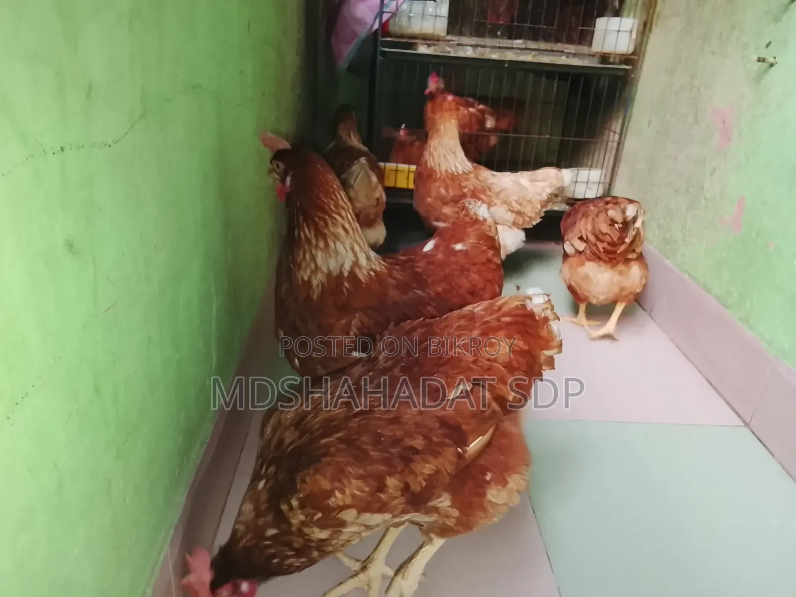 5 Running Brown Layer Hens (Laying eggs daily for 3 months)