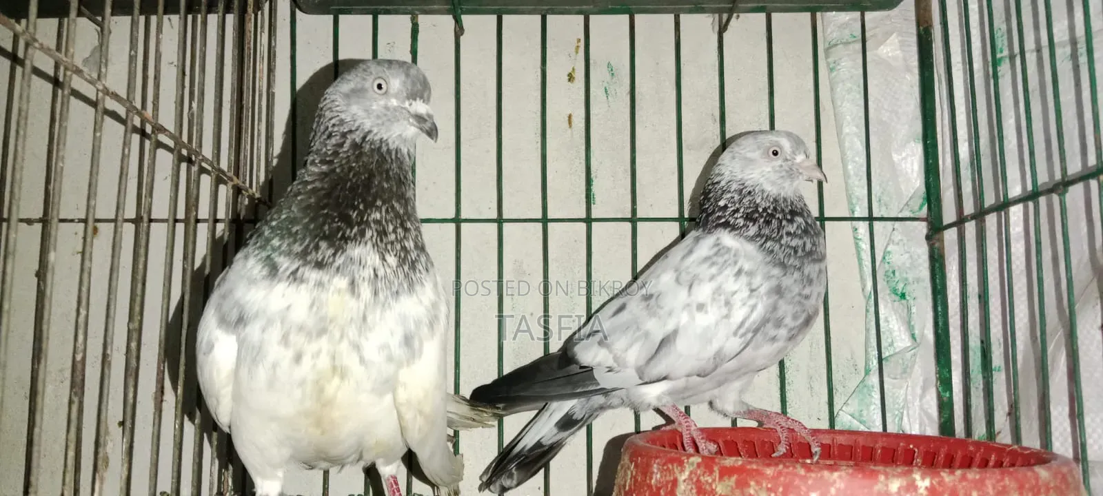 Giribaz Kobutor