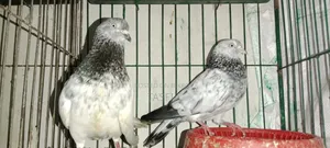 Giribaz Kobutor