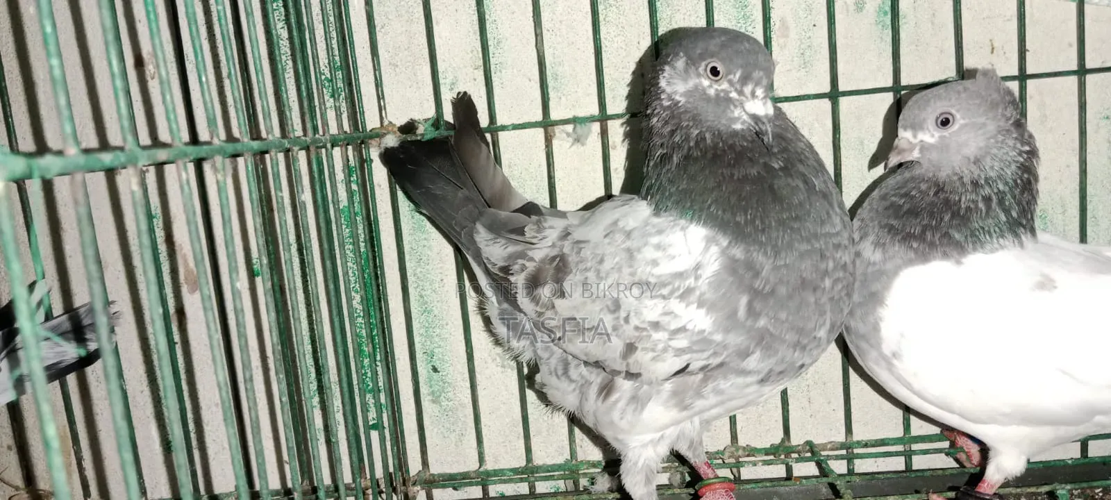 Giribaz Kobutor