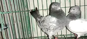 Giribaz Kobutor