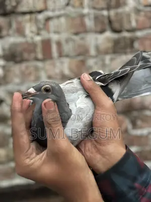 কবুতর