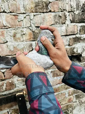 কবুতর