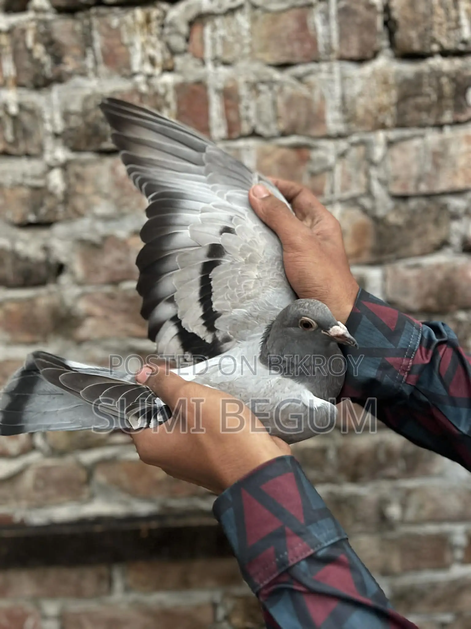 কবুতর