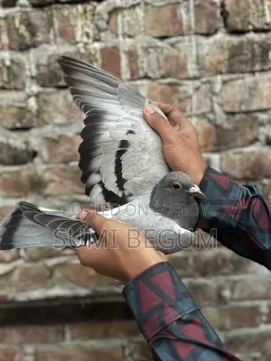 কবুতর