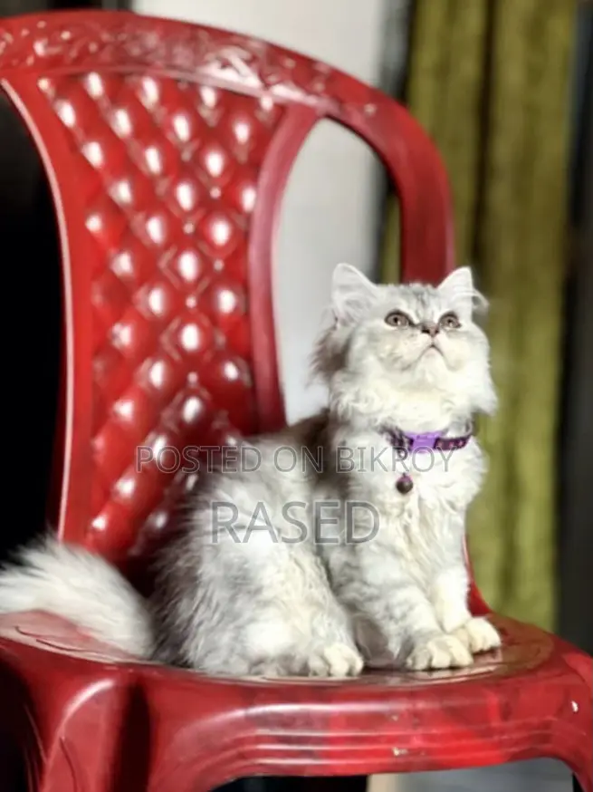 Persian Female Cat