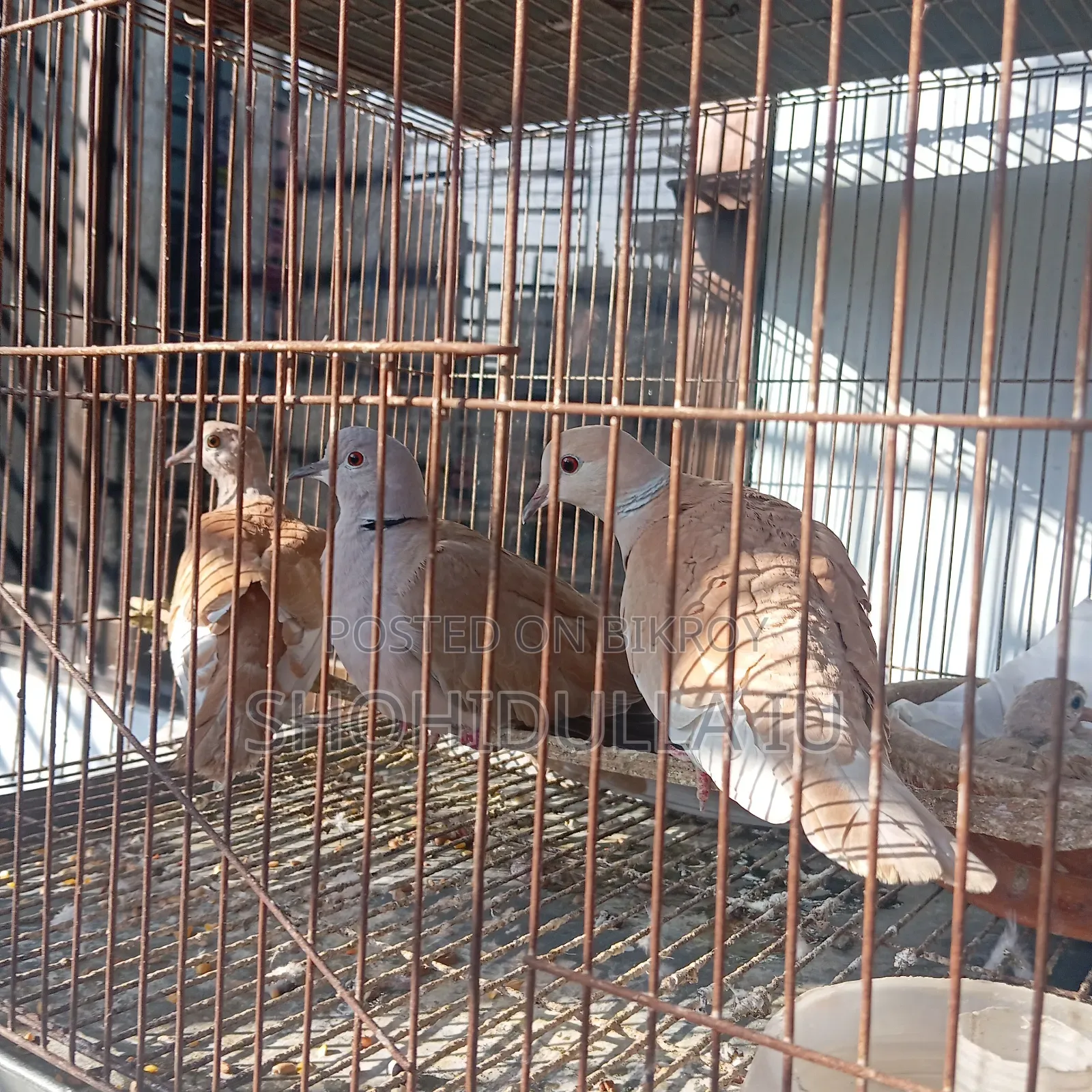 Australian Dove, Exotic Dove