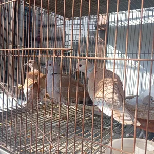Australian Dove, Exotic Dove
