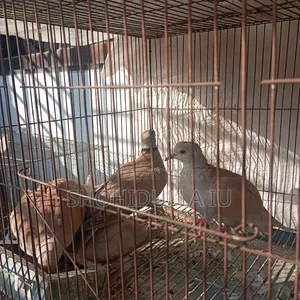 Australian Dove, Exotic Dove