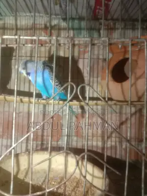 বাজরিগার