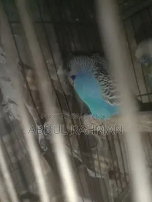 বাজরিগার