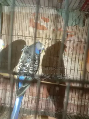 বাজরিগার
