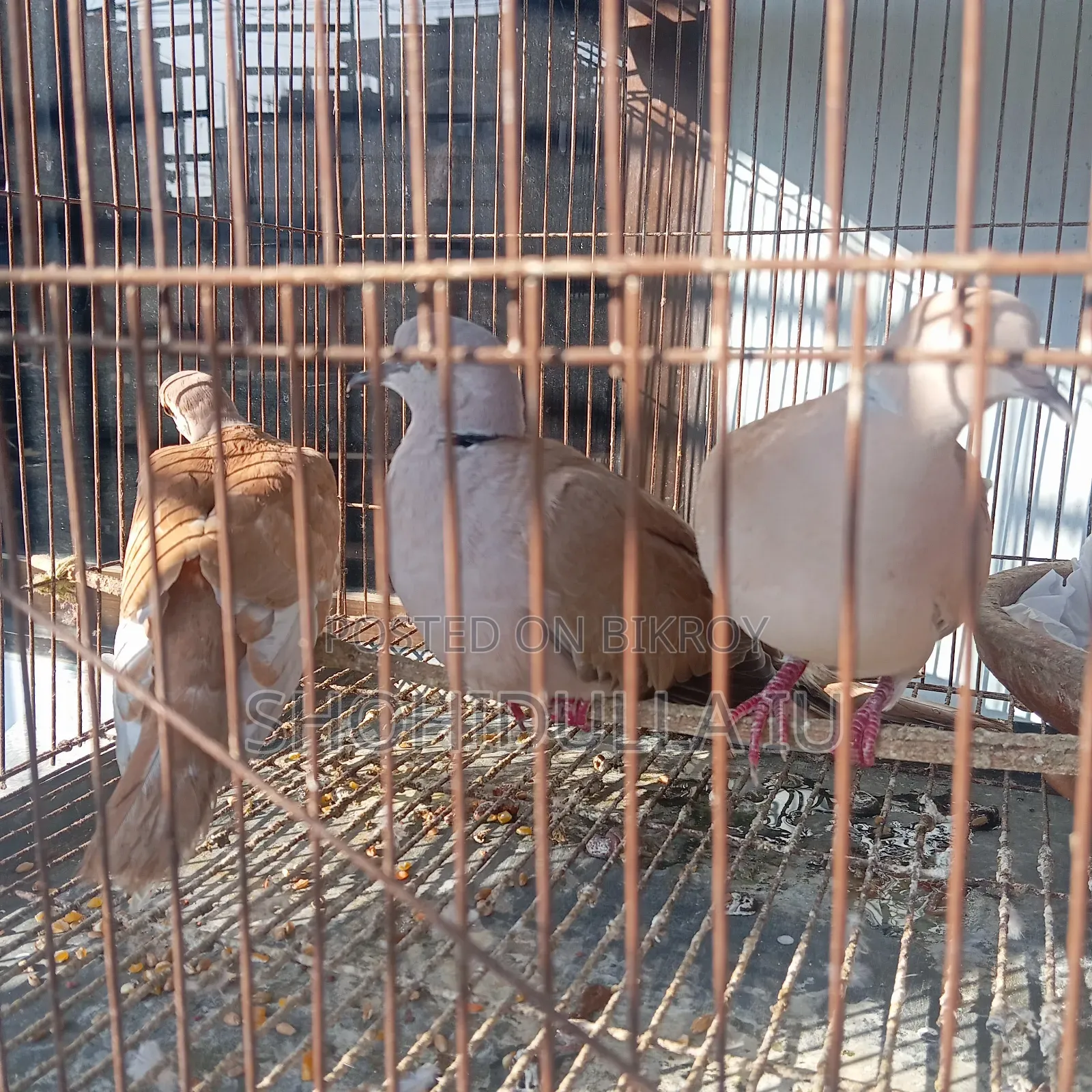 Australian Dove, Exotic Dove