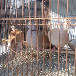 Australian Dove, Exotic Dove